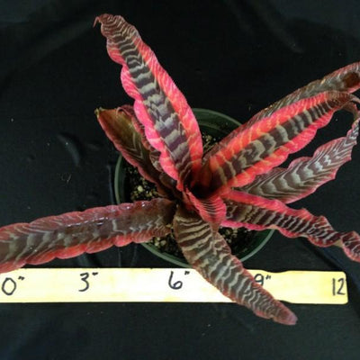 Cryptanthus 'Elaine' | Bromeliad Paradise