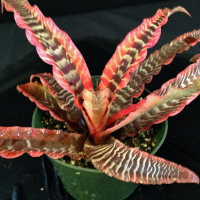 Cryptanthus 'Elaine' | Bromeliad Paradise