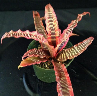 Cryptanthus 'Elaine' | Bromeliad Paradise