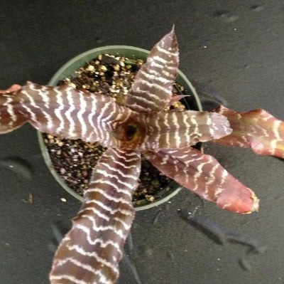 Cryptanthus 'Fudge Ripple' | Bromeliad Paradise