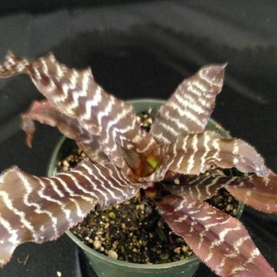 Cryptanthus 'Fudge Ripple' | Bromeliad Paradise