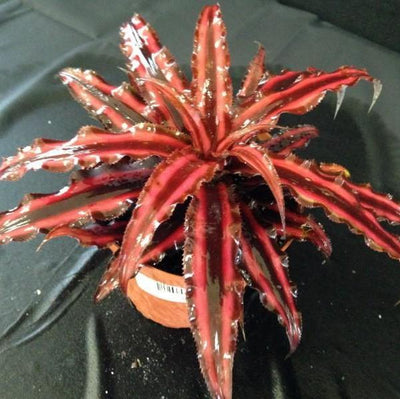 Cryptanthus 'Ruby' | Bromeliad Paradise