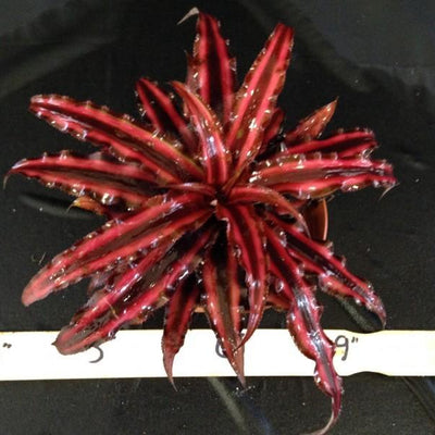 Cryptanthus 'Ruby' | Bromeliad Paradise