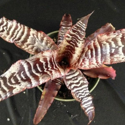 Cryptanthus 'Thriller' | Bromeliad Paradise