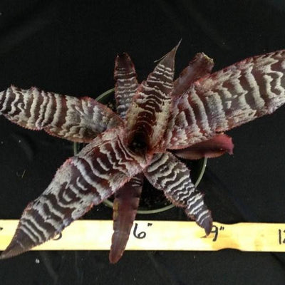 Cryptanthus 'Thriller' | Bromeliad Paradise