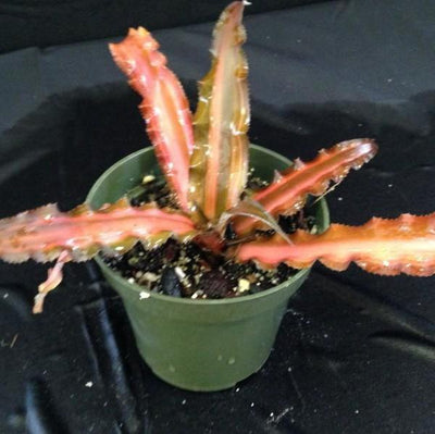 Cryptanthus 'Ti' | Bromeliad Paradise