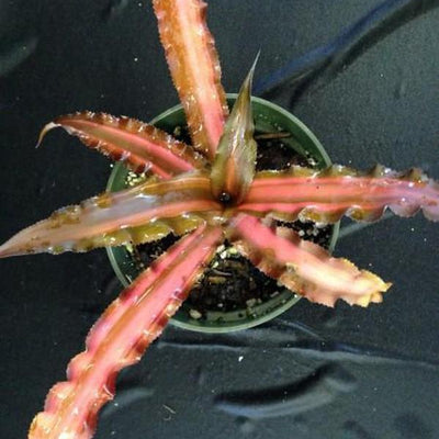 Cryptanthus 'Ti' | Bromeliad Paradise