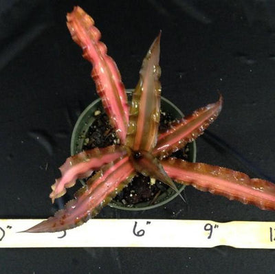 Cryptanthus 'Ti' | Bromeliad Paradise