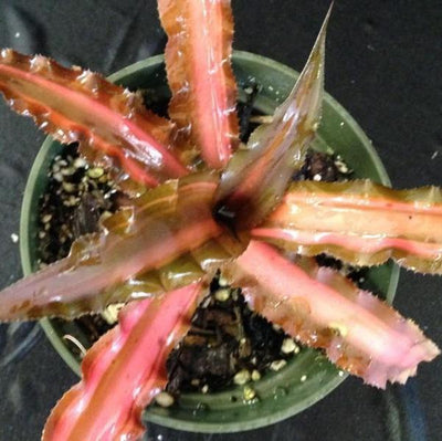 Cryptanthus 'Ti' | Bromeliad Paradise