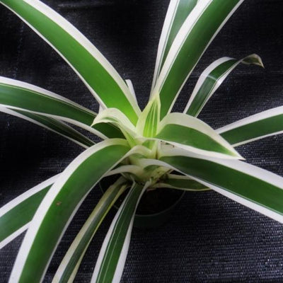 Guzmania 'Denise' | Bromeliad Paradise