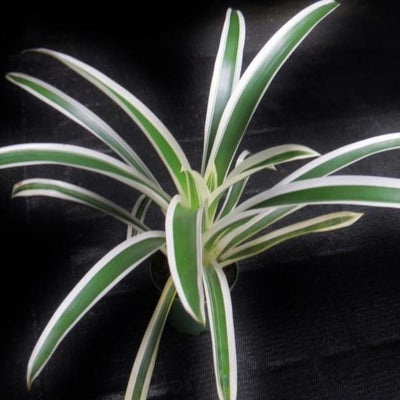 Guzmania 'Denise' | Bromeliad Paradise