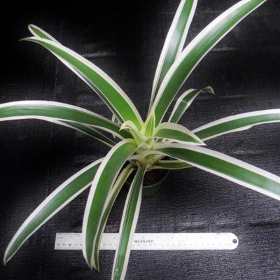 Guzmania 'Denise' | Bromeliad Paradise