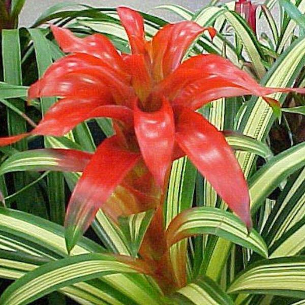 Guzmania 'Denise' | Bromeliad Paradise