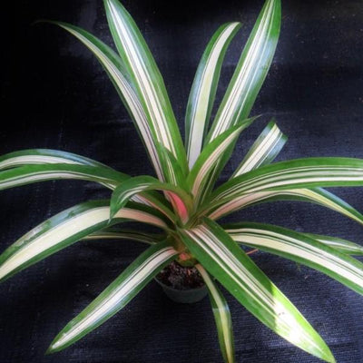 Guzmania 'Orange Star' | Bromeliad Paradise