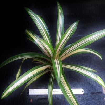 Guzmania 'Orange Star' | Bromeliad Paradise