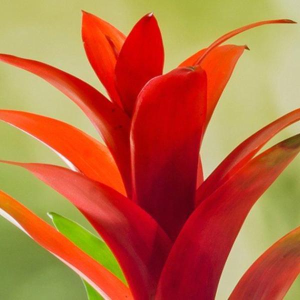 Guzmania 'Orange Star' | Bromeliad Paradise