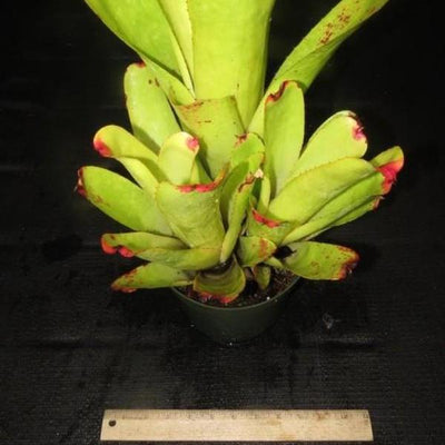 Hohenbergia castellanosii | Bromeliad Paradise