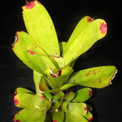Hohenbergia castellanosii | Bromeliad Paradise