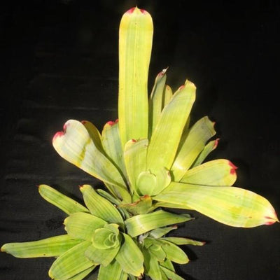 Hohenbergia castellanosii variegated | Bromeliad Paradise