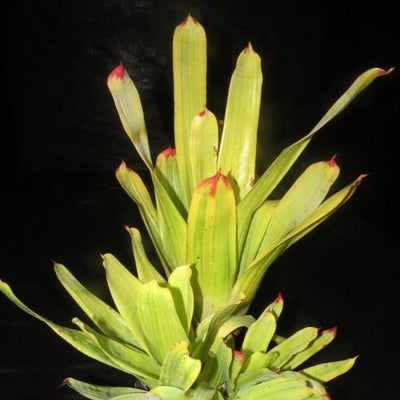 Hohenbergia castellanosii variegated | Bromeliad Paradise