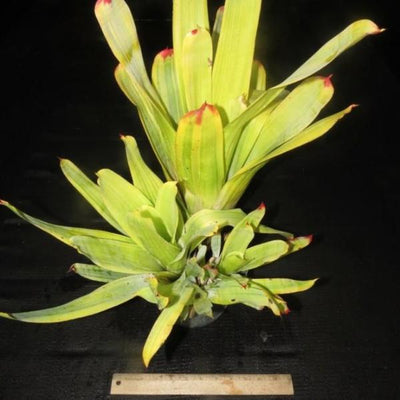 Hohenbergia castellanosii variegated | Bromeliad Paradise