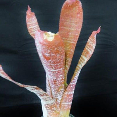 Hohenbergia Correia-Araujoi 'Fudge Ripple' | Bromeliad Paradise