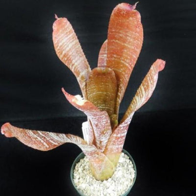 Hohenbergia Correia-Araujoi 'Fudge Ripple' | Bromeliad Paradise