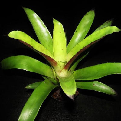 Hohenbergia 'Da Vinci' | Bromeliad Paradise