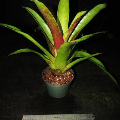 Hohenbergia 'Da Vinci' | Bromeliad Paradise