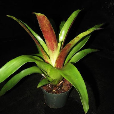 Hohenbergia 'Da Vinci' | Bromeliad Paradise