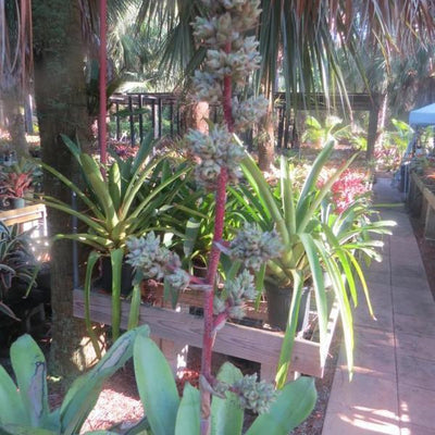 Hohenbergia leopoldo-horstii | Bromeliad Paradise