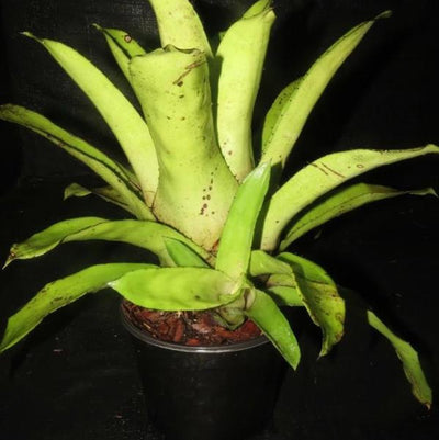 Hohenbergia leopoldo-horstii | Bromeliad Paradise