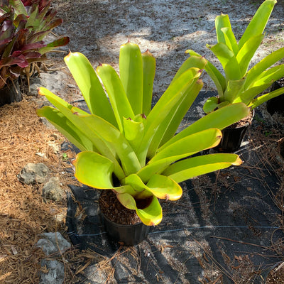 Aechmea blanchetiana 'Key Lime'