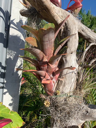 Aechmea nudicaulis 'Parati'