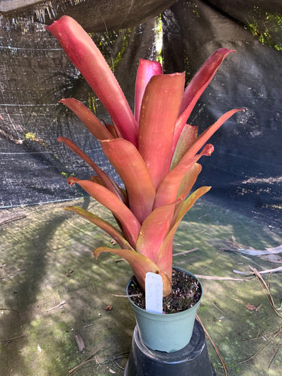 Billbergia 'Burgundy Bliss'