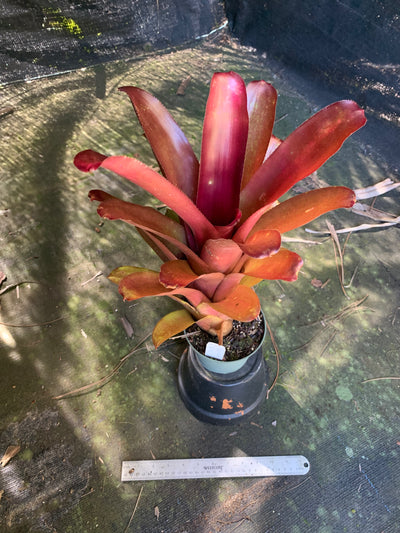 Billbergia 'Burgundy Bliss'