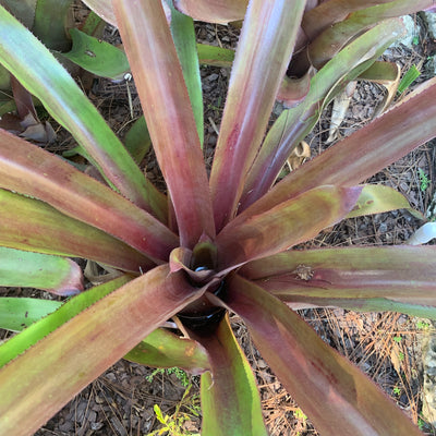 Aechmea 'Big Purple' | Bromeliad Paradise