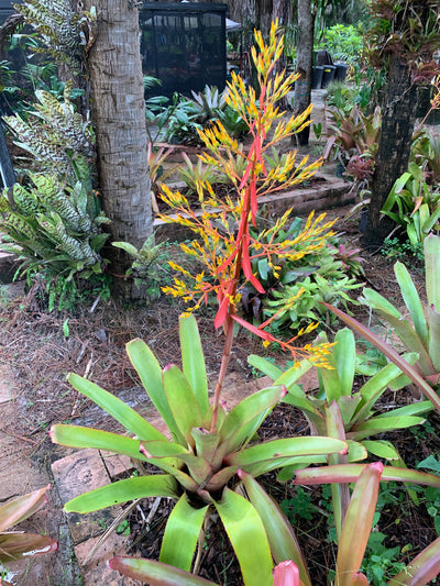Aechmea blanchetiana cv 'Pink Petals' | Bromeliad Paradise