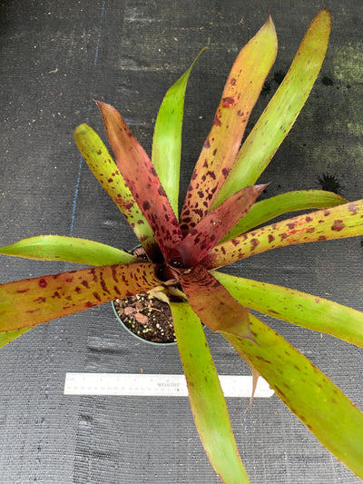 Aechmea 'Freckles'