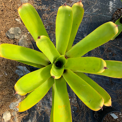 Aechmea blanchetiana 'Key Lime'