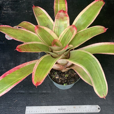 Neoregelia 'Belladonna'