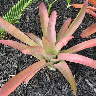 Aechmea alopecurus