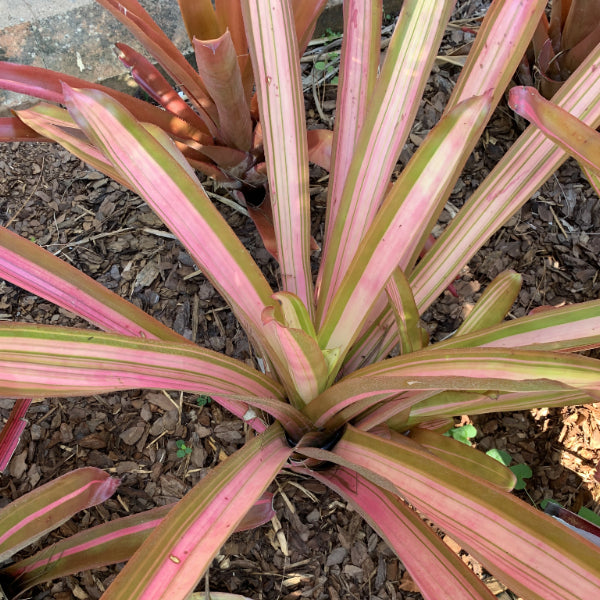 Aechmea blanchetiana 'Variegated' | Bromeliad Paradise