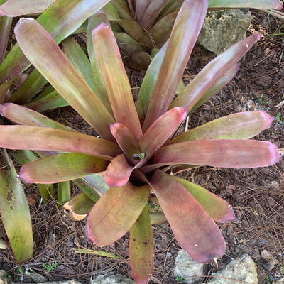 Aechmea 'Big Purple' | Bromeliad Paradise
