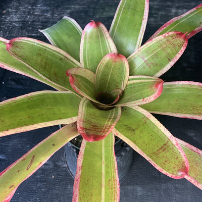 Neoregelia 'Belladonna'