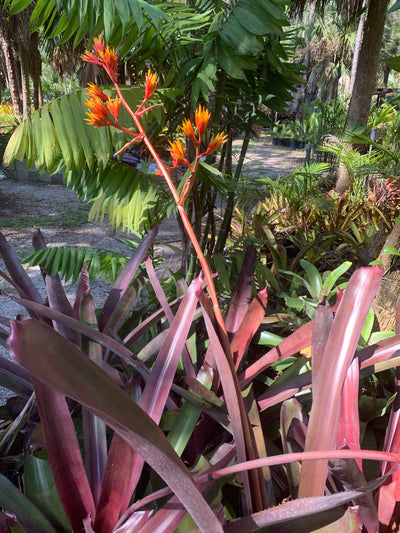 Aechmea 'Coco Plum' | Bromeliad Paradise