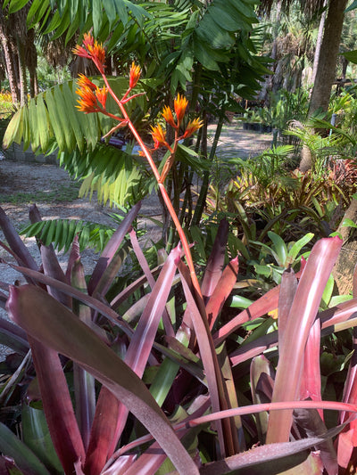 Aechmea 'Coco Plum' | Bromeliad Paradise