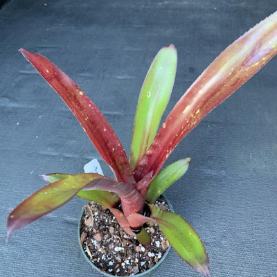 Billbergia ‘Hallelujah’ x ‘Hellfire’ | Bromeliad Paradise