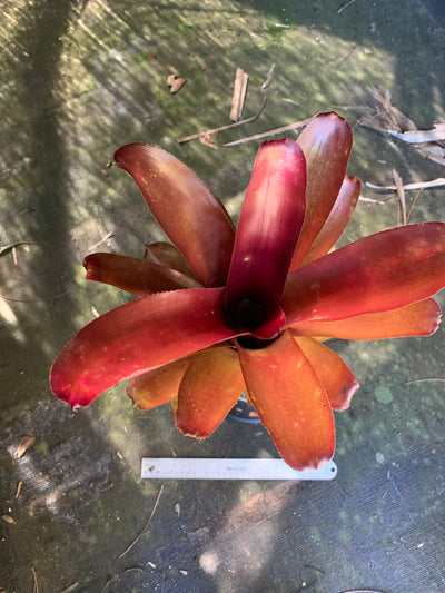 Billbergia 'Burgundy Bliss'