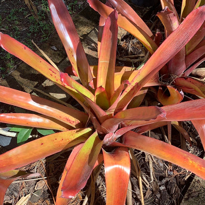 Aechmea blanchetiana 'Rubra'
